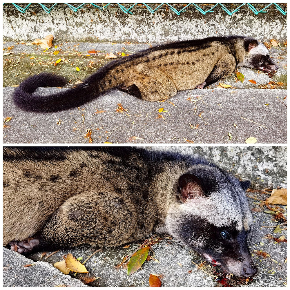 Commonwealth Secondary School Biology Teacher Called Upon To Remove Dead Civet Outside School Mothership Sg News From Singapore Asia And Around The World