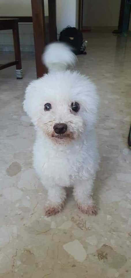 All bichon-maltese dogs kept by hoarder in S'pore adopted & given new ...