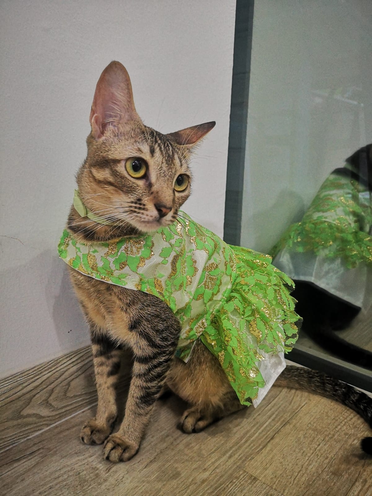 13 Adorable Cat Baju Kurung For Hari Raya [2022]