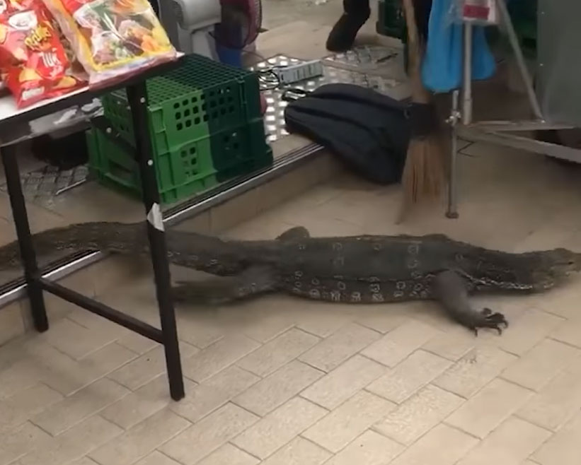 monitor-lizard-thailand-7-11-shooed-away