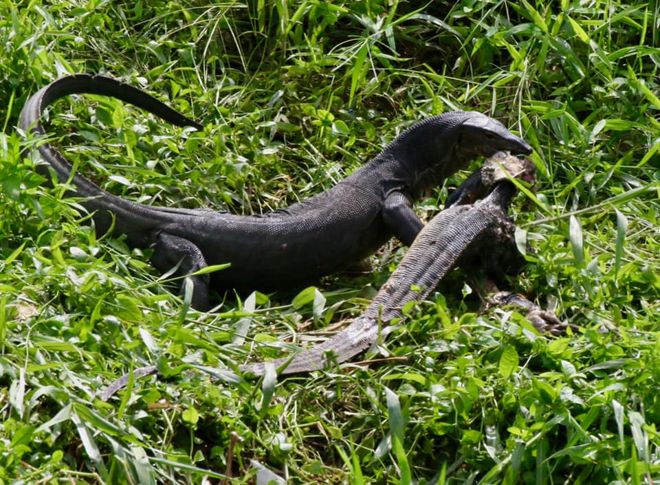 Monitor lizards seen hugging in Clementi were in fact fighting to eat ...