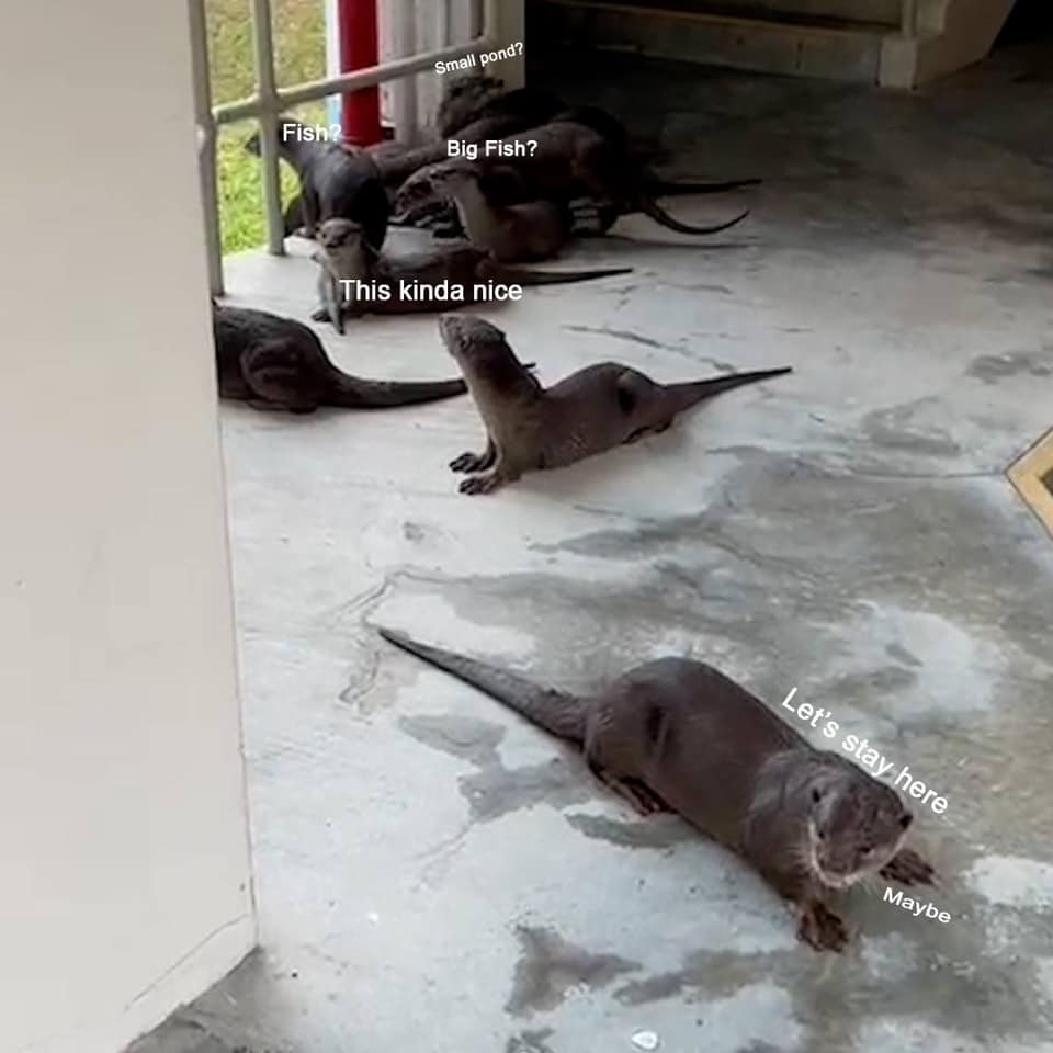 Family of otters visit MOE HQ, herded safely to environment that better ...