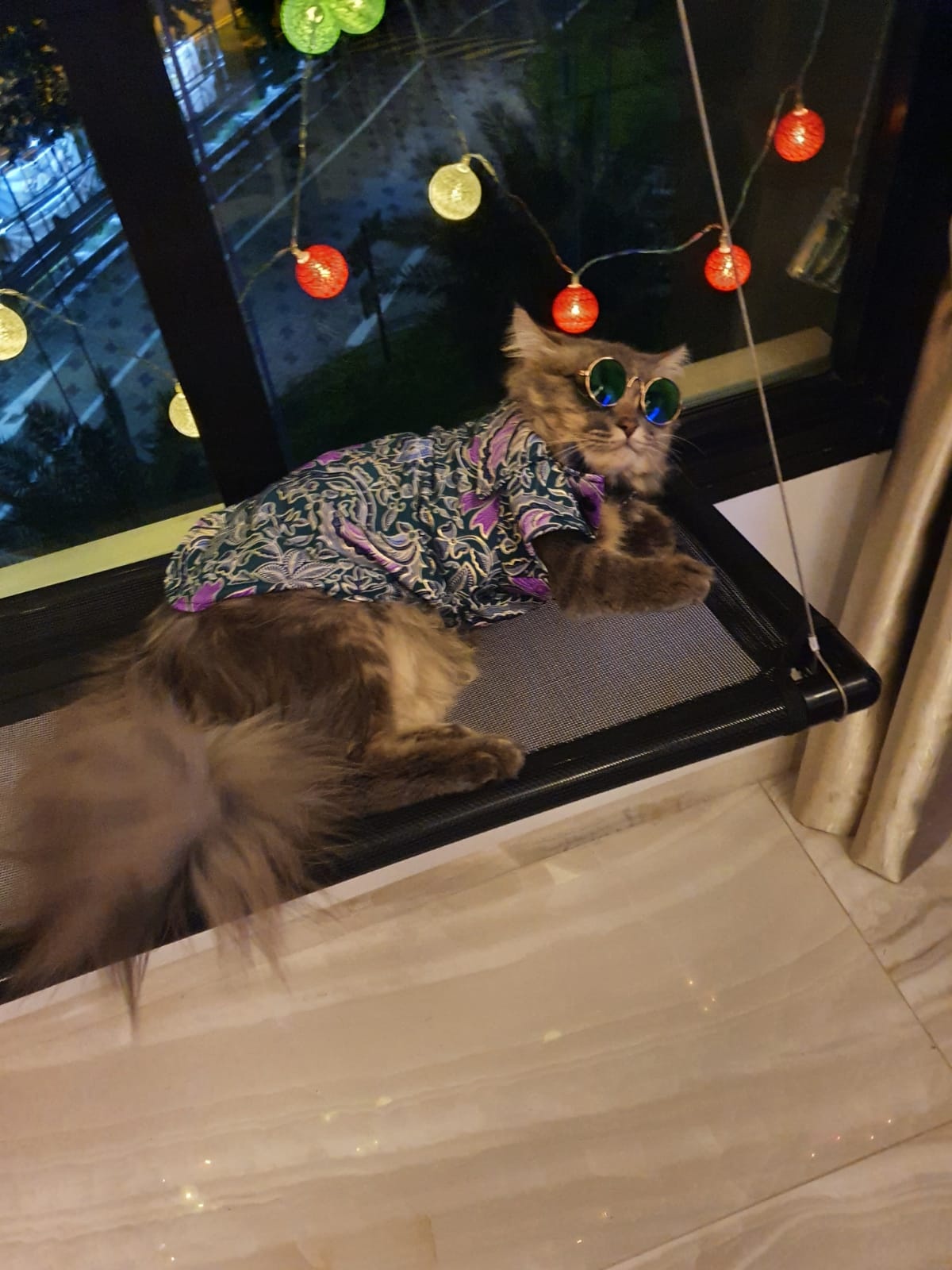 13 Adorable Cat Baju Kurung For Hari Raya [2022]