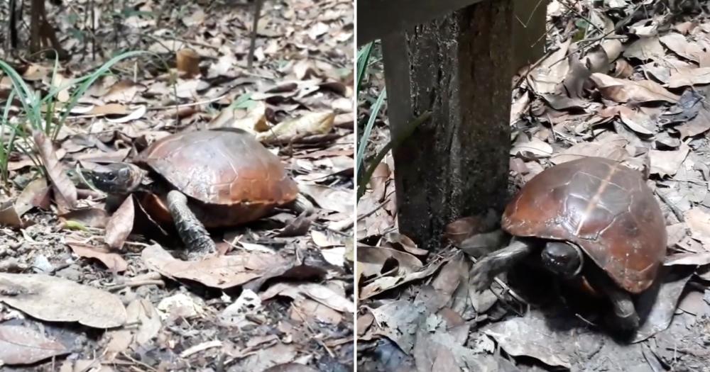 Spiny Hill Terrapin out for a stroll in Bukit Timah Nature Reserve gets  approached by hiker for photos  - News from Singapore, Asia  and around the world