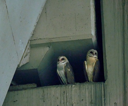 S'pore barn owl hiding in ceiling looks like apparition waiting to