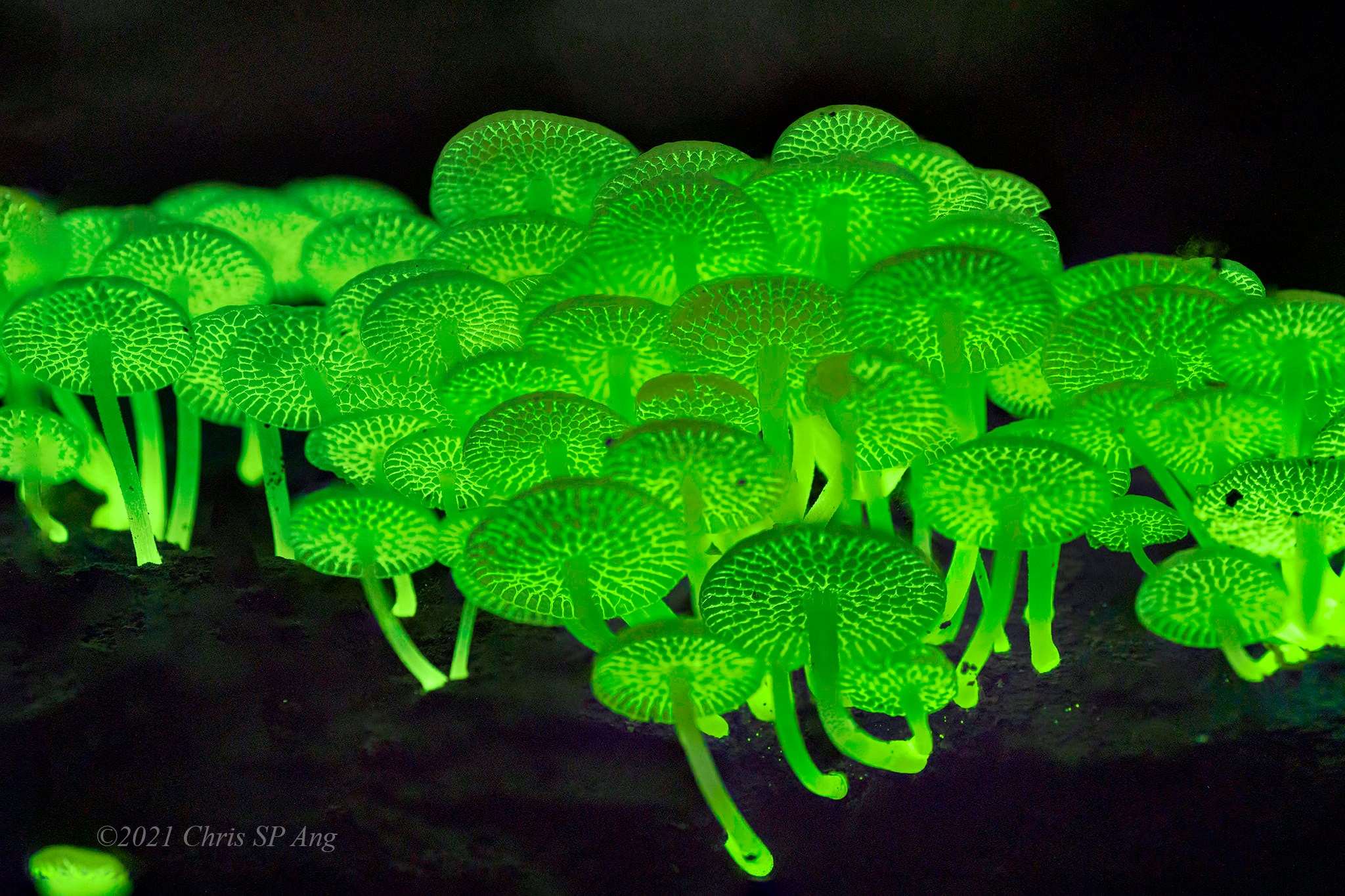 Tiny mushrooms that glow in the dark sighted at Bukit Batok Hillside ...