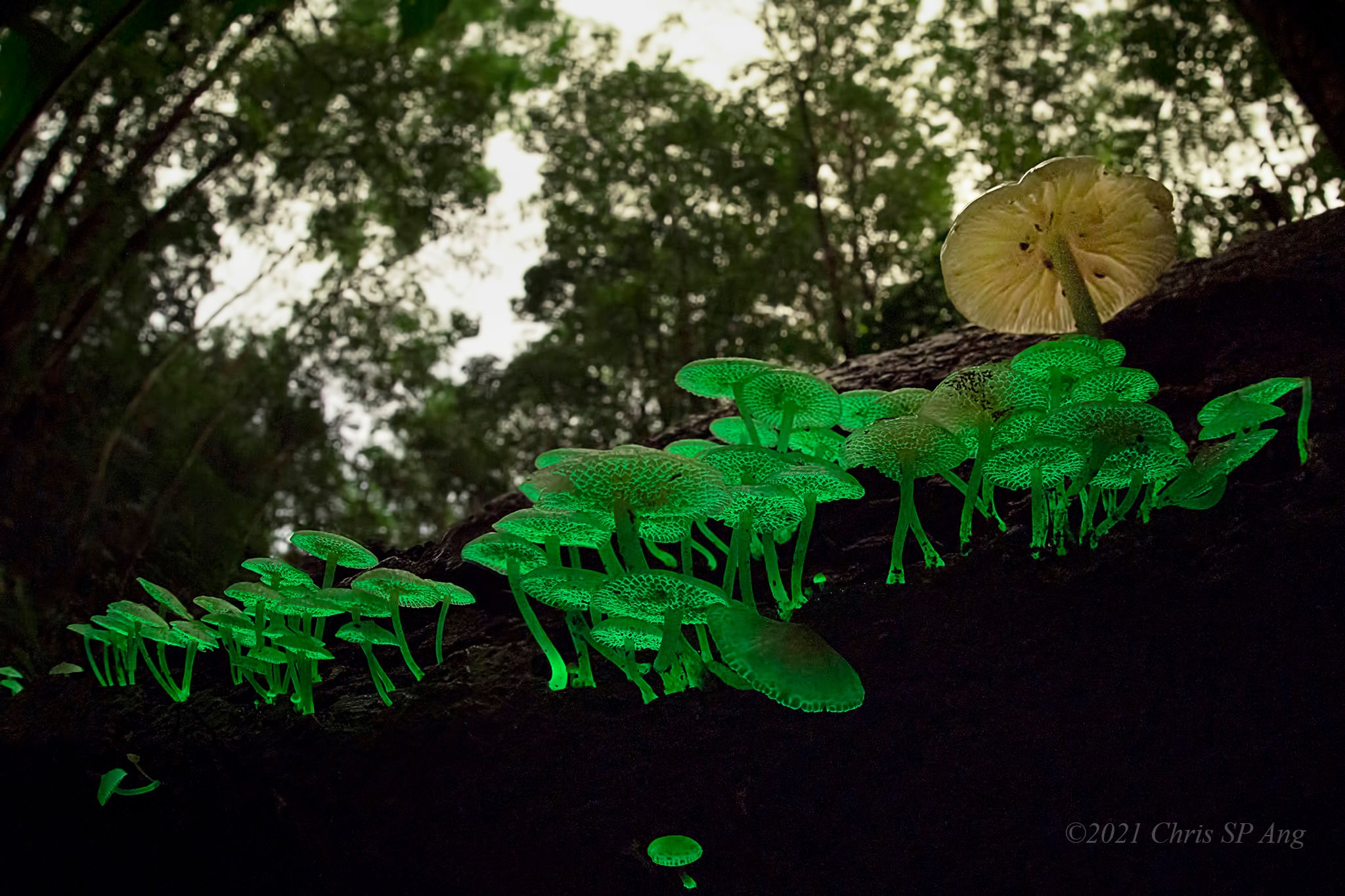 Tiny mushrooms that glow in the dark sighted at Bukit Batok Hillside ...