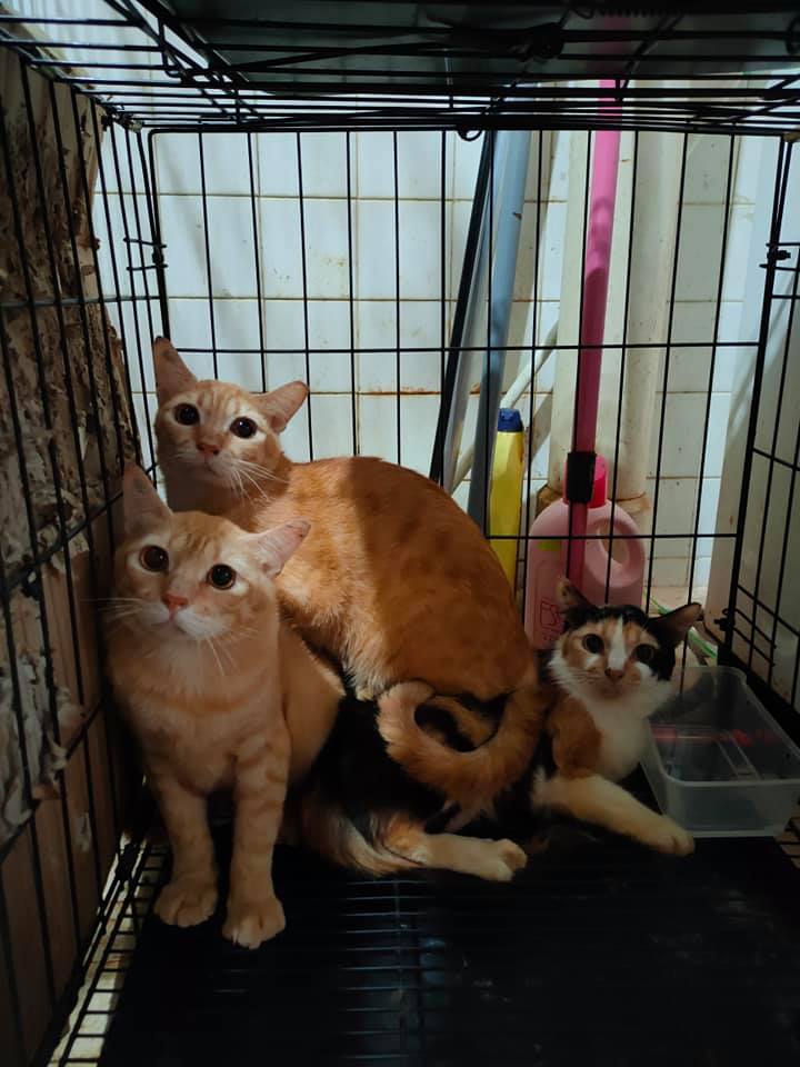 Cats and kittens for adoption in Singapore