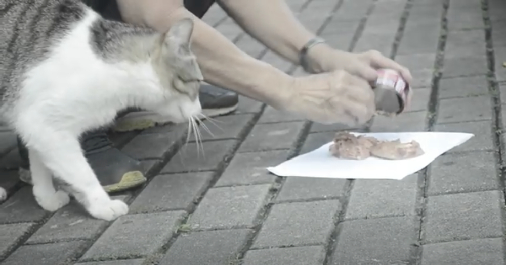 S'pore man works odd jobs to feed 10 community cats daily & pay for vet  fees  - News from Singapore, Asia and around the world