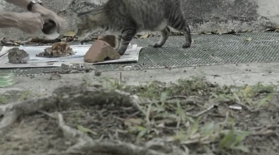 Image of the man feeding a cat