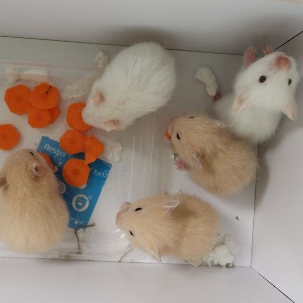 Syrian Short Coat Hamsters For Sale at Pet Lovers Centre Singapore