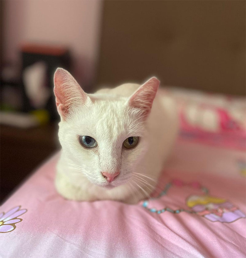 One other white cat with yellow & blue eyes in S’pore up for adoption – Mothership.SG