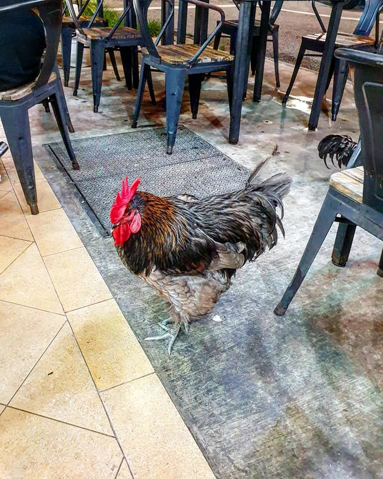 Image of the rooster walking around