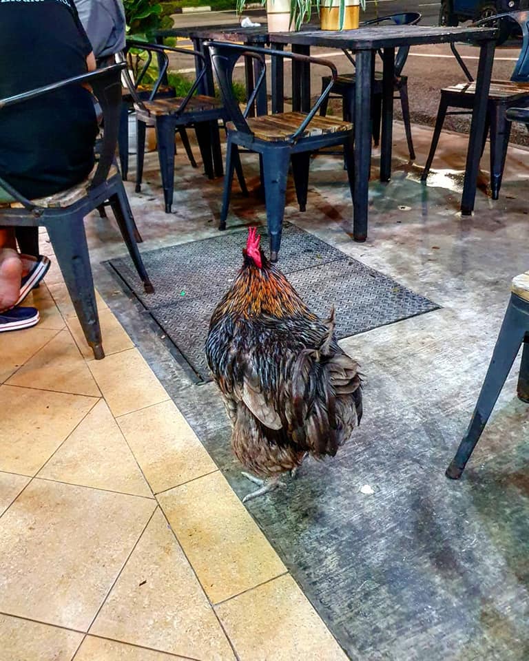 Image of the rooster walking around