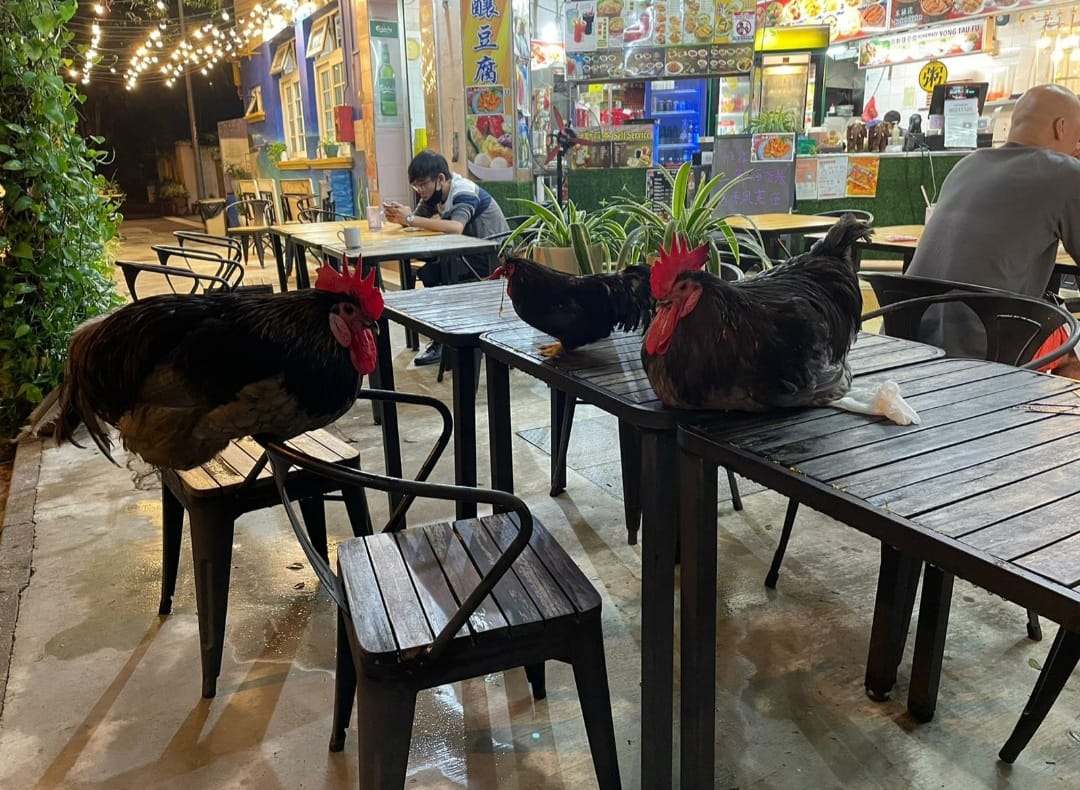 Image of the roosters sitting on the table and chairs