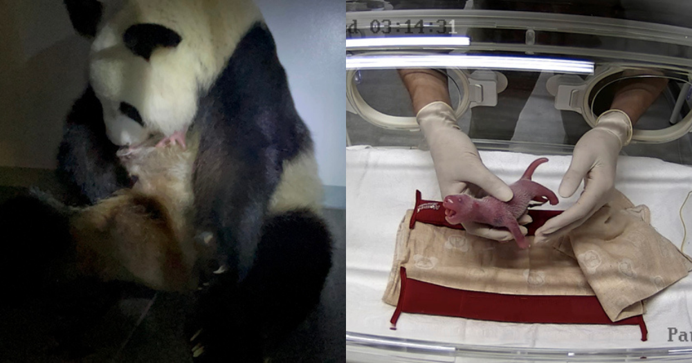 Left: Shin Shin holding cub in her hands, other cub in an incubator