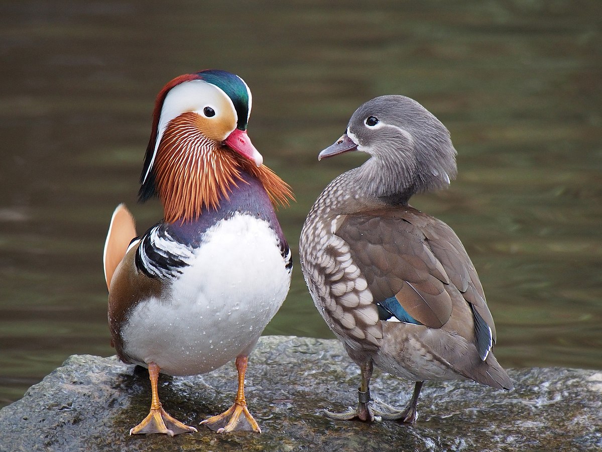 male-mandarin-duck-spotted-chilling-by-itself-in-hougang-canal