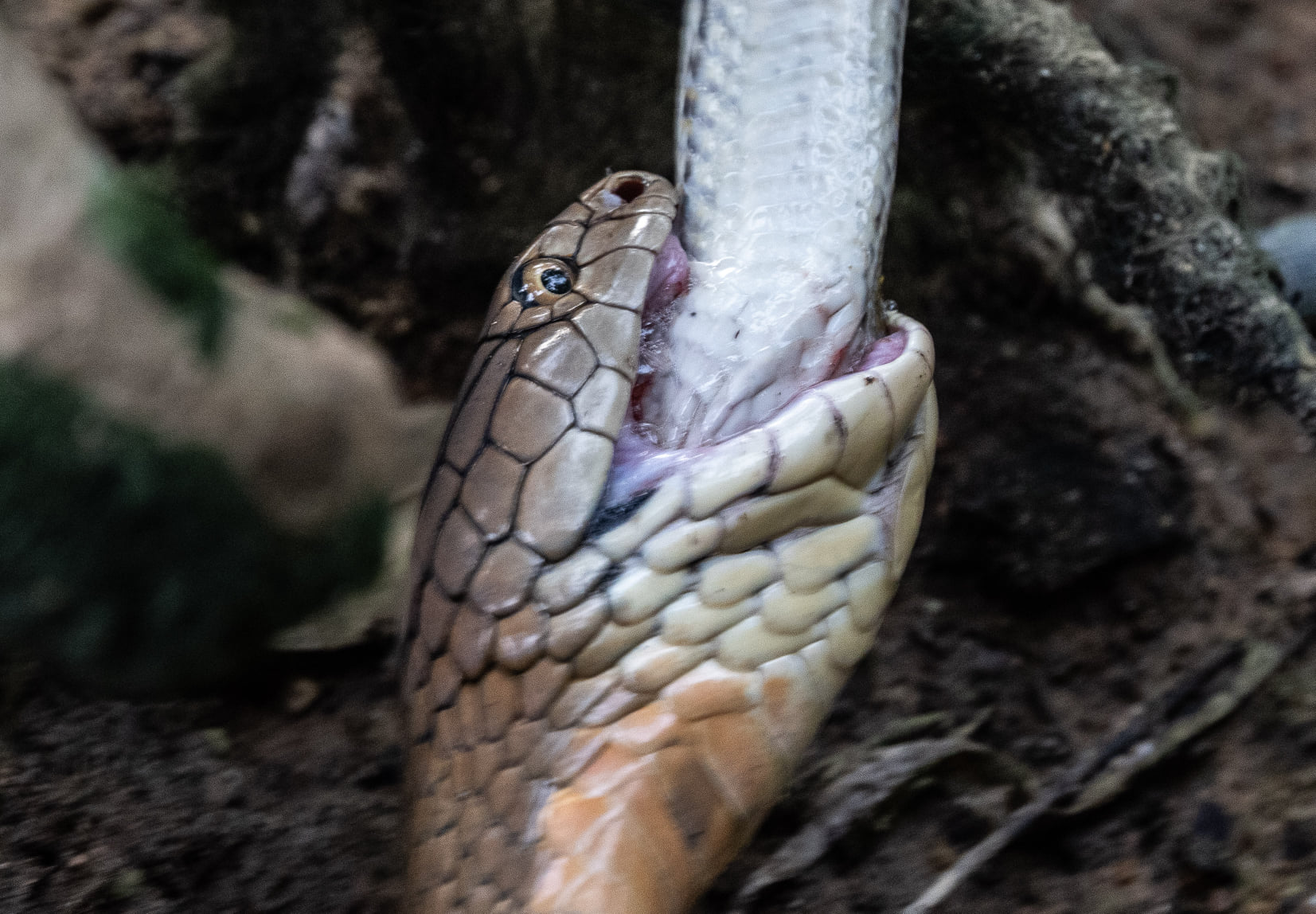 Schlange Keksausstecher King Kobra Python Dschungeltiere Plätzchen 
