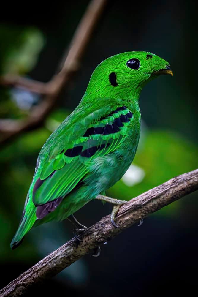 Green Broadbill