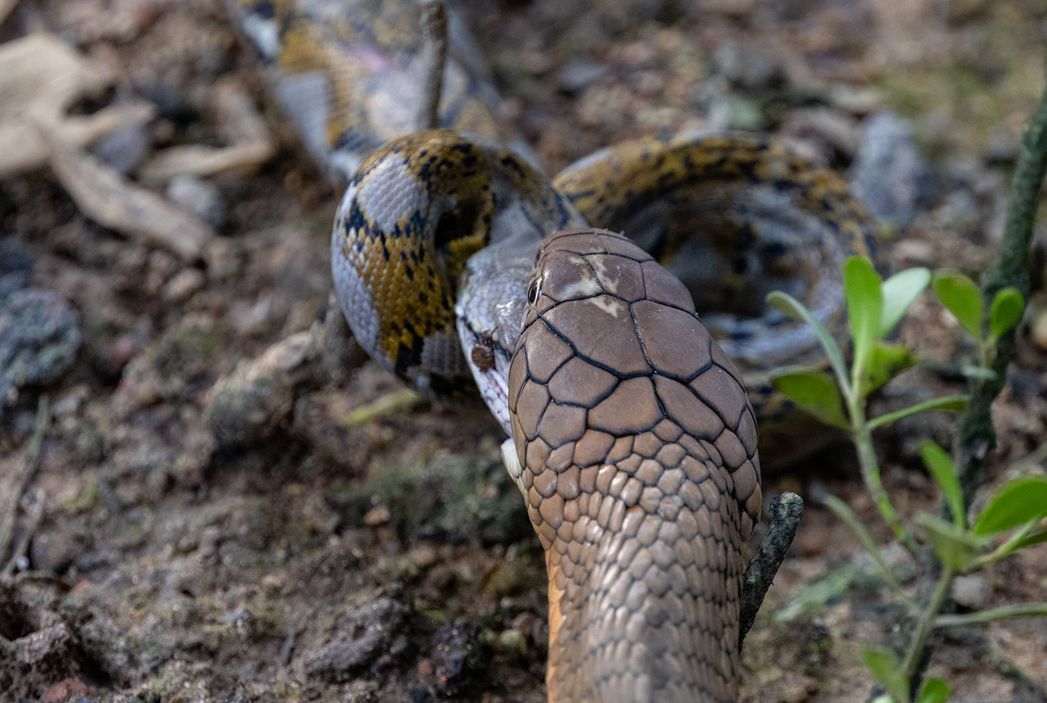 anaconda vs python vs king cobra