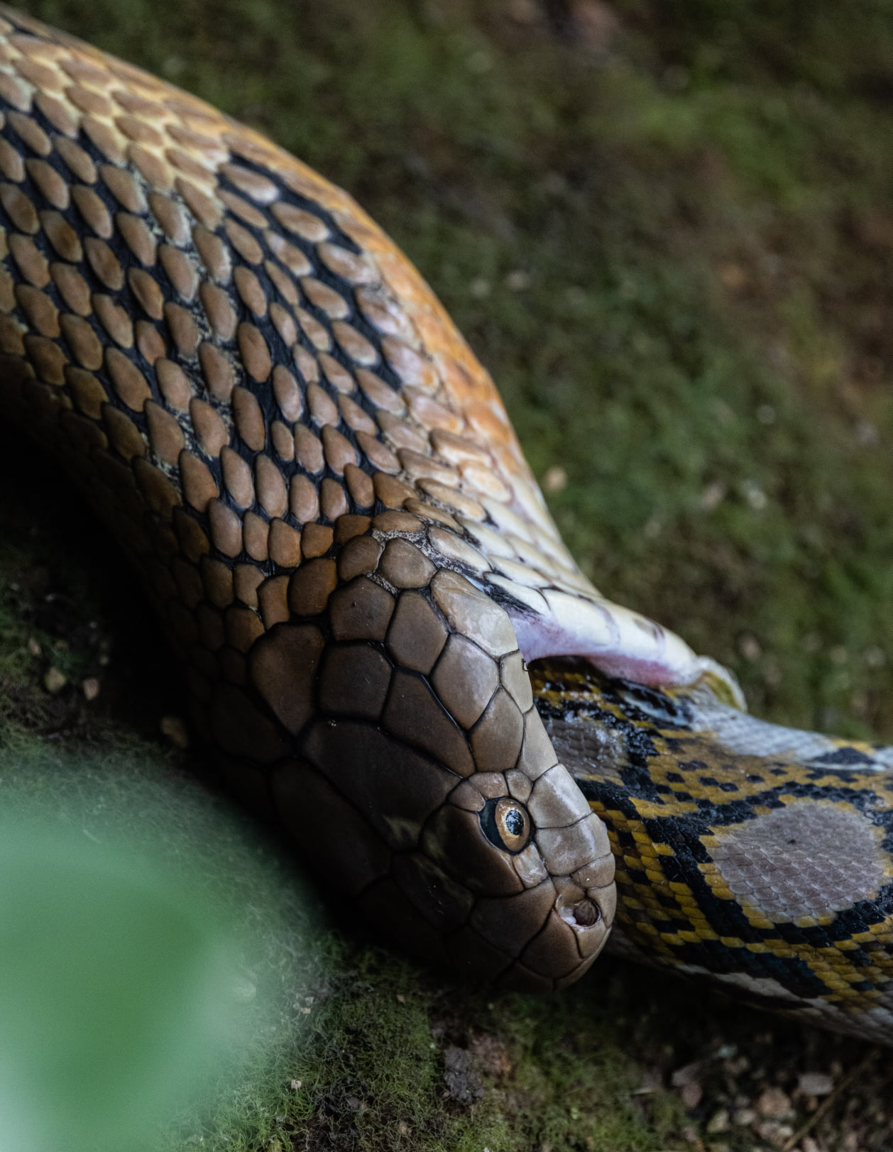 king cobra snake eating