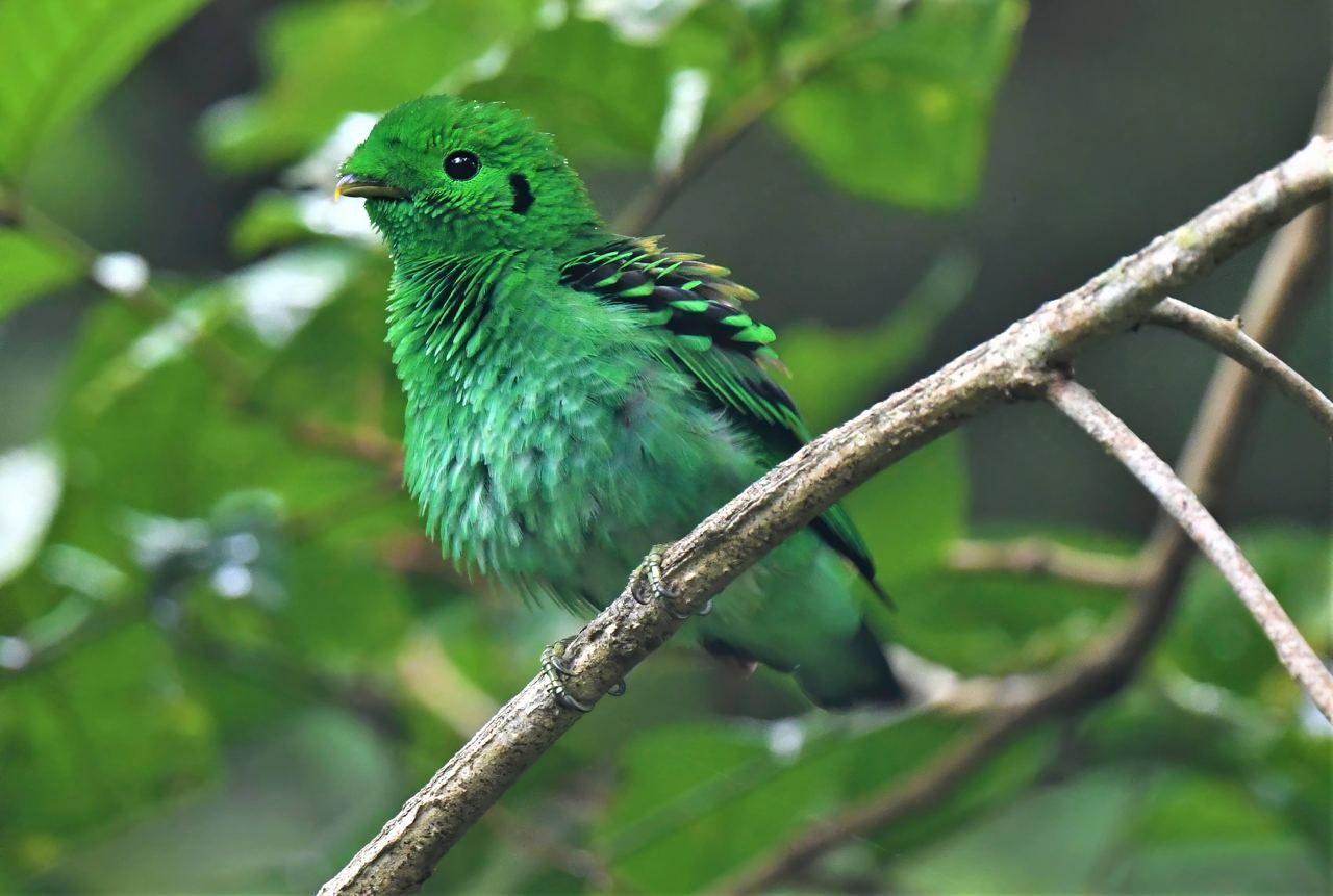 green broadbill