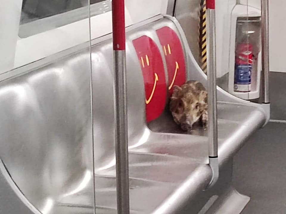 Image of the pig on the MTR