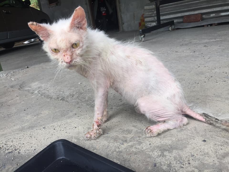 Mu0027sia woman shares photos of catu0027s 1-year transformation from