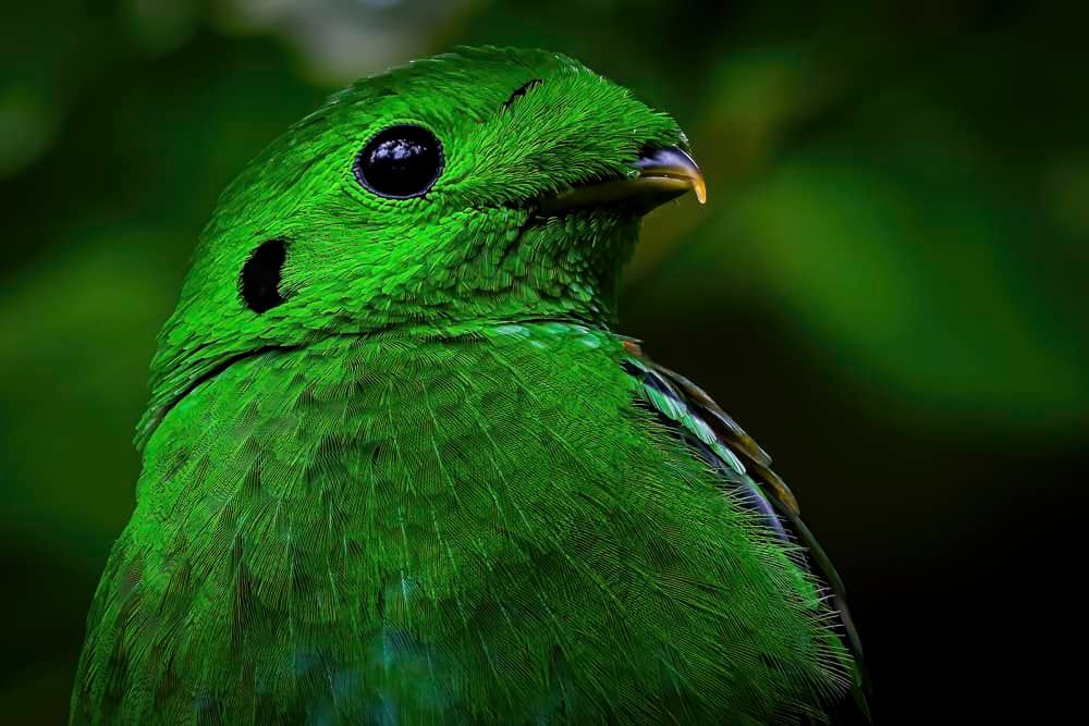 Green Broadbill