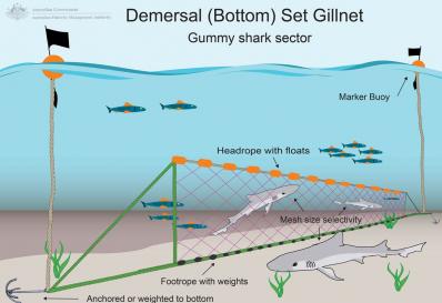 fishing with bottom gillnets