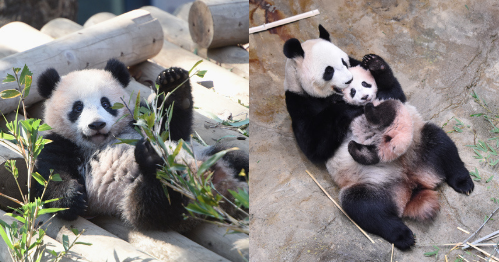 Xiang Xiang at six months old and Xiang Xiang playing with Shin Shin