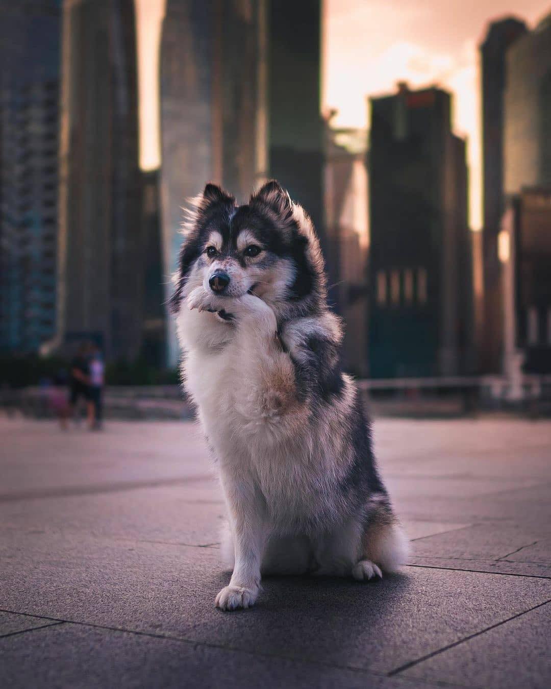 Pomsky store hdb approved