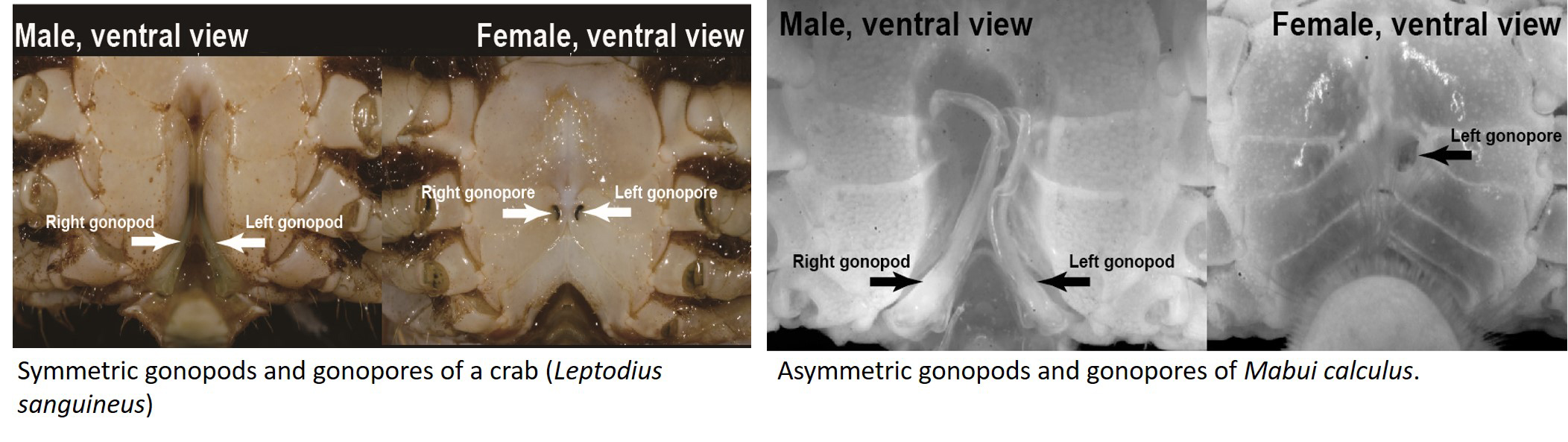 Comparison of gonopods and gonopores of Leptodius sanguineus and Mabui calculus