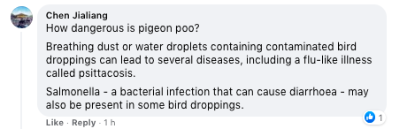 Chen Jialiang comments: How dangerous is pigeon poo? Breathing dust or water droplets containing contaminated bird droppings can lead to several diseases, including a flu-like illness called psittacosis. Salmonella - a bacterial infection that can cause diarrhoea - may also be present in some bird droppings.