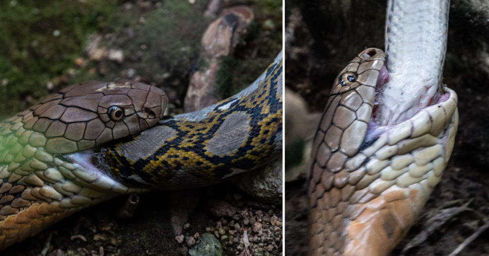 King cobra at Sungei Buloh devours python whole in just 45 minutes -   - News from Singapore, Asia and around the world