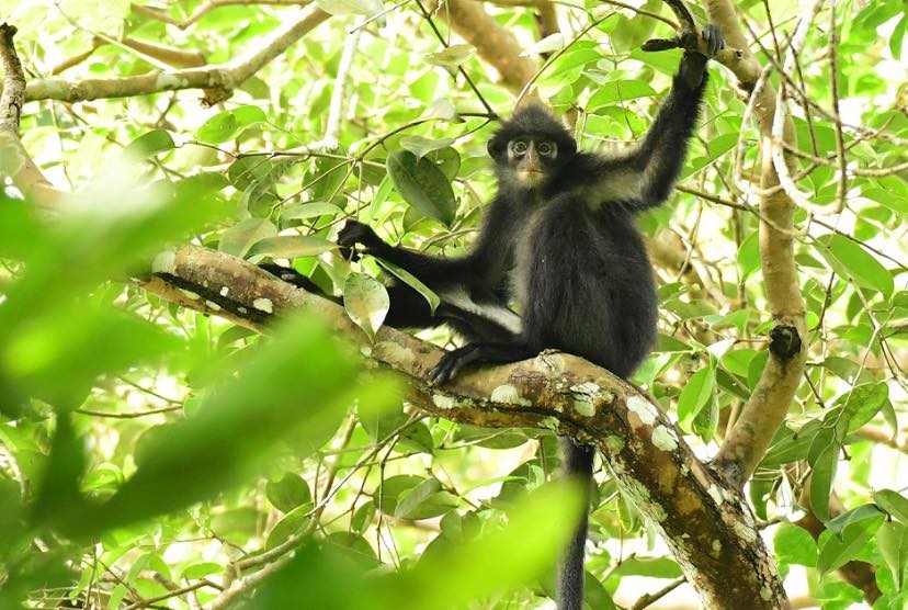 Raffles' Banded Langur in the trees