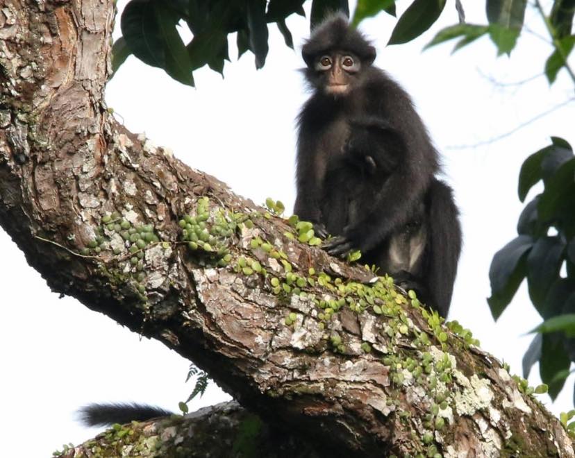 Raffles' Banded Langur in the trees