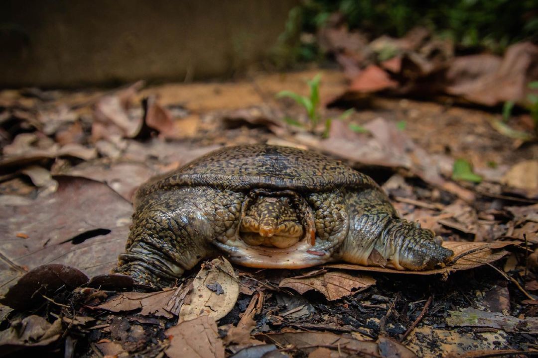 Elusive S'pore forest softshell turtle looks startled after being ...