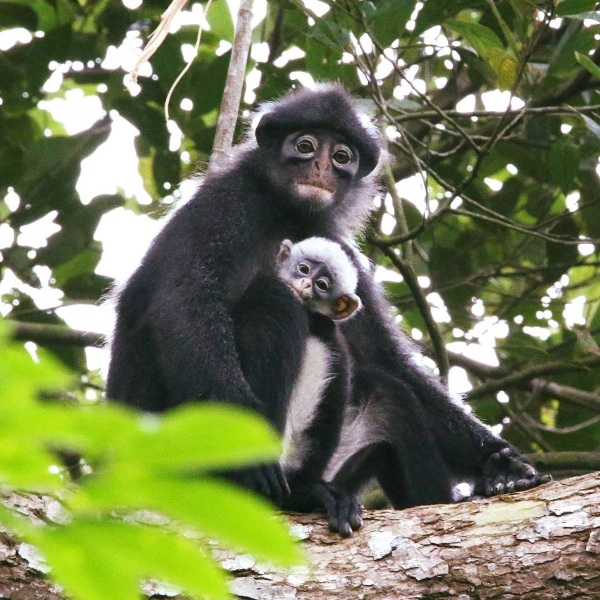 Raffles' Banded Langur Mum and Baby