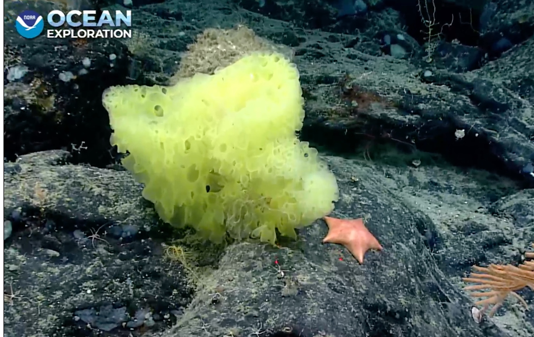 Real-life Spongebob Squarepants & Patrick Star spotted 1,800m deep in