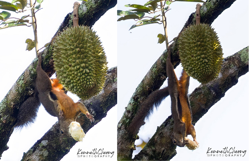Squirrel dangling upside down, eating durian