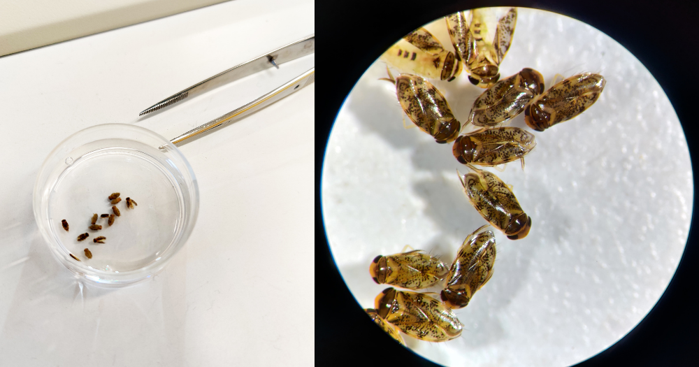 Left: Sample of Micronecta in petri dish, Right: Microscope view of sample