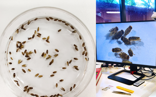 Left: Sample of Micronecta in petri dish, Right: Microscope set up 