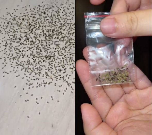 Left: Hundreds of insects on Oh's floor, Right: Samples in a ziplock bag