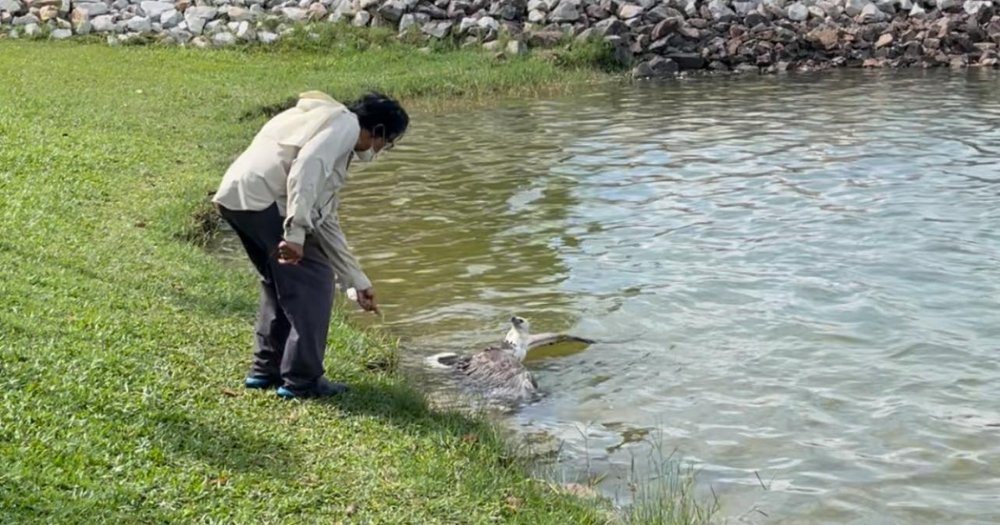 Man approaches eagle to help