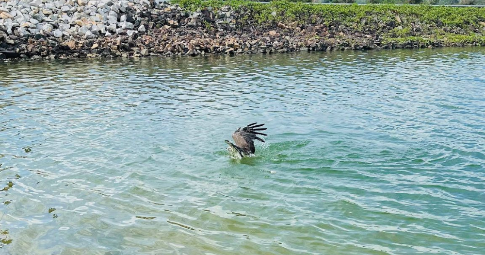 Eagle struggling in water