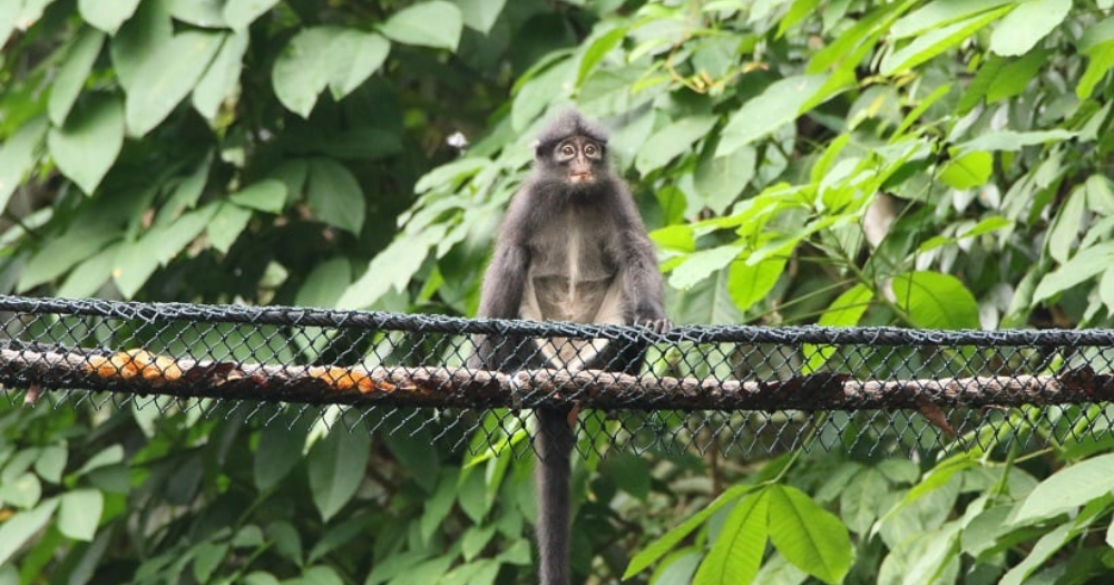Critically endangered Raffles' banded langur spotted at Bukit Timah Nature  Reserve after over 30 years  - News from Singapore, Asia and  around the world