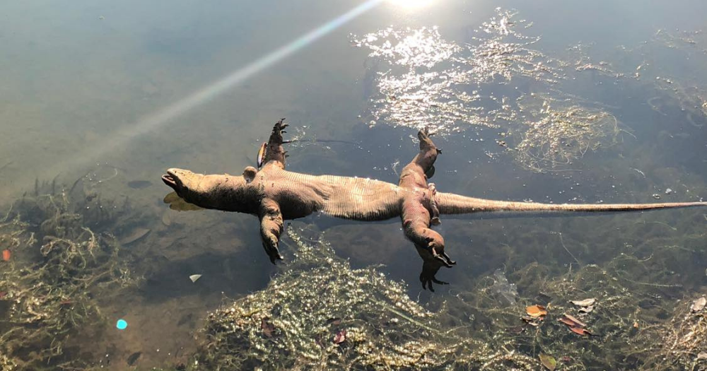 Monitor lizard found belly up floating next to a fishing lure in MacRitchie  Reservoir -  - News from Singapore, Asia and around the world