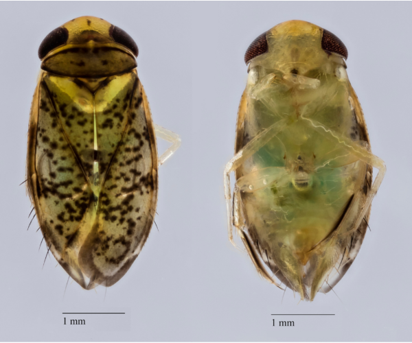 High-resolution macro photographs of the specimens.