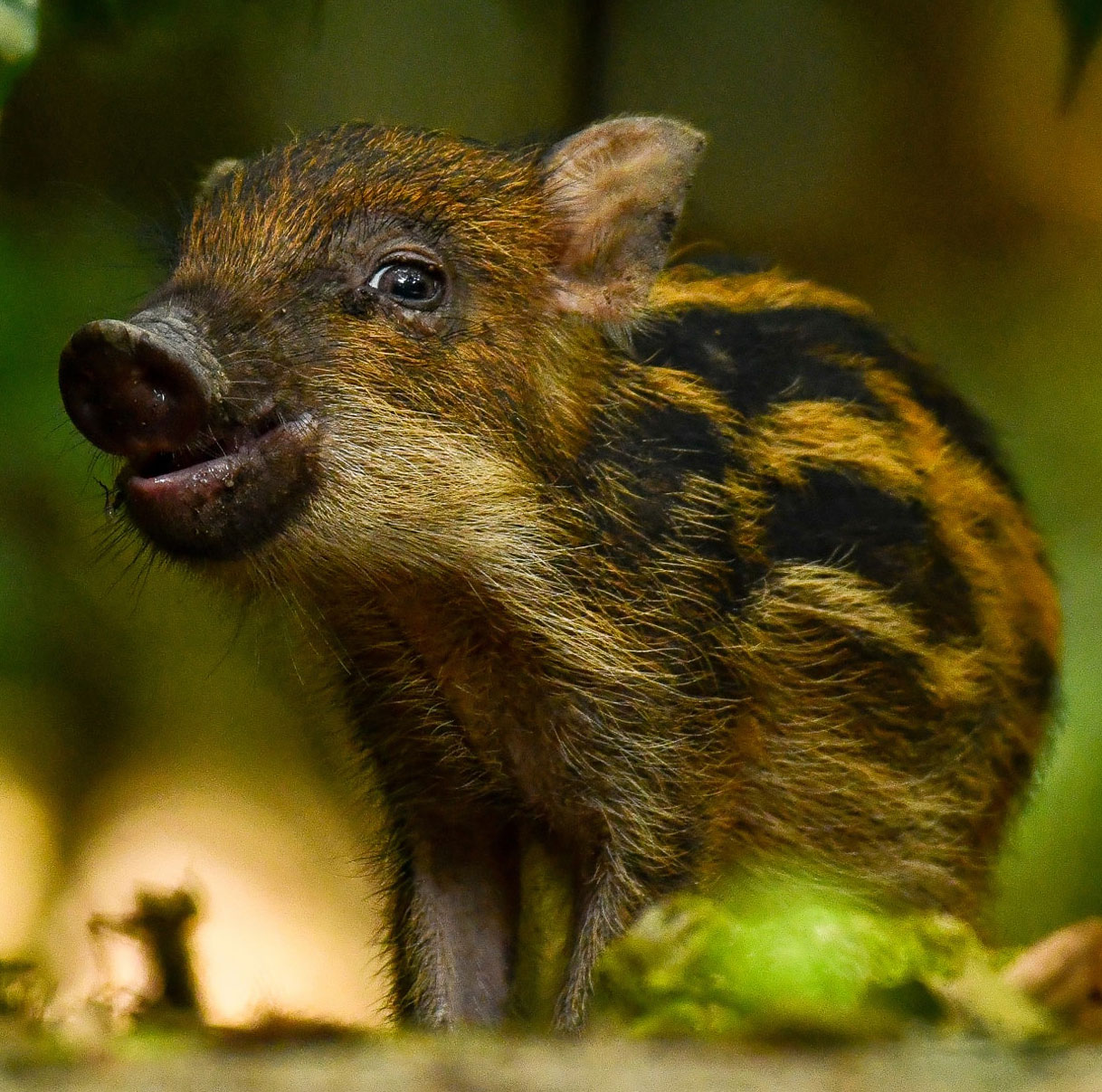 Photogenic S'pore wild boar piglet looks ready to star in local version ...